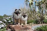 SPITZ ALLEMAND 120